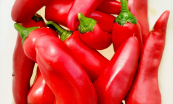 Nature et Saveurs - Ferme Aquaponique et Permacole Astérienne - Piment Goria – Le piment doux qui enflamme les assiettes