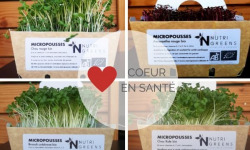 Ma Micropousse culinaire - Micro pousses Pack Coeur en santé (brocoli, chou rouge, Kale, Amaranthe) 4 barquettes