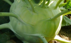 Mon Petit Producteur - Chou Rave Vert [poids Moyen : 300g]