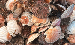Saint Kerber - Cancale - Coquilles Saint Jacques de Saint Malo 12kg