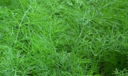 Agriloops - Aneth - sachets de 11g