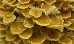 Naturélium - Le golden enoki 500g