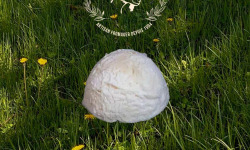 Fromagerie des Gors - Petit dôme blanc