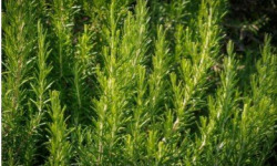 Les Herbes du Roussillon - Romarin frais - 9kg