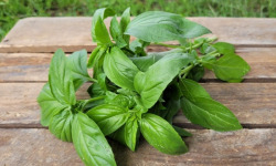 Le Pré de la Rivière - Bouquet de Basilic grand vert frais bio - Origine France