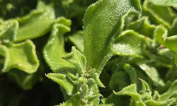 Agriloops - Ficoïde glaciale 50g