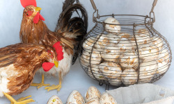 Nougats Laurmar - Boîte de 6 Œufs de Nougat blanc tendre