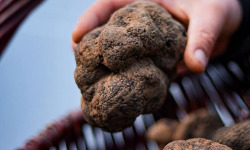 Truffes des Roches - Truffe noire Mélanosporum - 30g