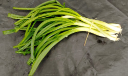 Nature et Saveurs - Ferme Aquaponique et Permacole Astérienne - Oignons jeunes en mélange — fraîcheur vive et équilibre