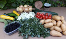 Ferme de Cernunnos - panier de fruits et légumes