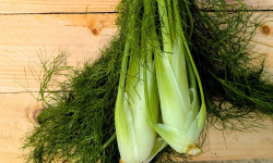Nature et Saveurs - Ferme Aquaponique et Permacole Astérienne - Fenouil vrac sans fanes - 1kg