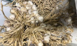 L'OLIVERAIE DU COUDON - AIL VIOLET  NOUVELLE SAISON  5 KG ### PROMO ####