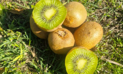 LES VERGERS DE BRAVONE - KIWIS VRAC NON BIO