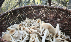 Naturélium - Pholiote du peuplier fraîche sauvage