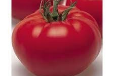 Les Jardins de Mondpa - tomates rondes mélange