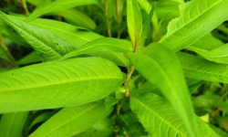 Les Jardins de Gérard - Coriandre vietnamienne Bio - 100 g