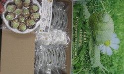 Limero l'Escargot Mayennais - Assiette De 12 Coquilles D'escargot Gros Gris surgelé Au beurre persille