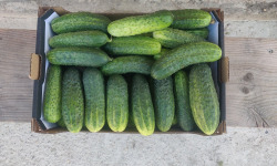 Ferme de la ville basse - Cornichons  Bio Mi-gros frais