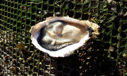 Aux Viviers de Penfoulic - Huitres Creuses Spéciales N°3 - 4 Douzaines