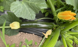 Le Potager de Sainte-Hélène - Courgette verte