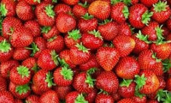 Les Jardins de Mondpa - fraises mélange