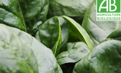 Mon Petit Producteur - Epinard bio À Feuilles Lisses [vendu par 500g]