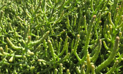 Agriloops - Salicorne Agriloops - Barquette 150 g