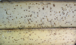 Fromagerie de la Ferme des Hetz - Tomme au Cumin 250g