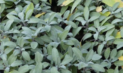 Les Herbes du Roussillon - Sauge fraîche 800g