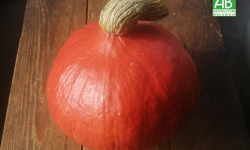 Ferme de Carcouet - Potimarron Bio - 1 à 1.3 kg
