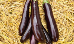 La Ferme de Goas Per - Aubergine violette Bio - 1,8kg