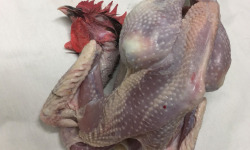 Des Poules et des Vignes à Bourgueil - Coq De Race Marans, Coucou de Rennes, Géline,..m
