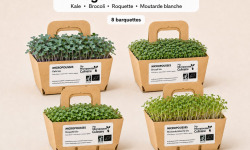 Ma Micropousse culinaire - Micro-pousses bio – Pack Végétal & Relevé – Kale, brocoli, roquette & moutarde – 8 barquettes