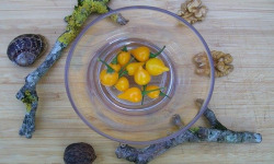 HERBA HUMANA - Piment frais Biquinho Jaune 17g