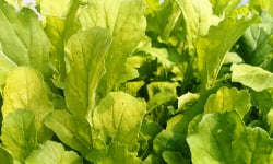 Nature et Saveurs - Ferme Aquaponique et Permacole Astérienne - Roquette Cultivée