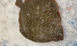 Notre poisson - Turbot avec tête - 400gr/1kg