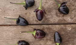 SCEA HERBA HUMANA - Piment frais frais Purple - 172g