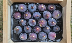 Figaro - Figues noires fraîches Bio – 2,6 à 3 kg