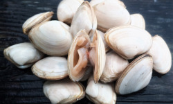 Aux Viviers de Penfoulic - Vénus - 2 kg