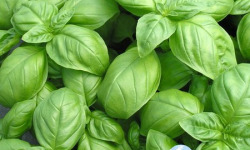 Les Nouvelles Fermes - Basilic vert (sachet 500g)