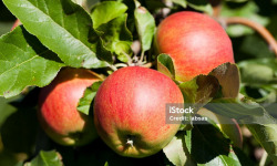 Le Châtaignier - pomme Boskoop ( 1 kg )