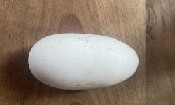 Des Poules et des Vignes à Bourgueil - Gros oeuf d’oie