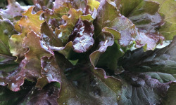 La Boite à Herbes - Salade batavia rouge bio 1 pièce