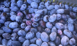 La Ferme des Prun'Elles - Quetsches 2,5 kg