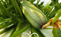 Nature et Saveurs - Ferme Aquaponique et Permacole Astérienne - Courgette Greyzini
