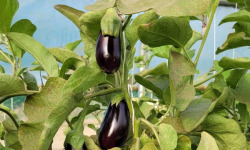 Le Pré de la Rivière - Aubergine bio 800g - Origine France