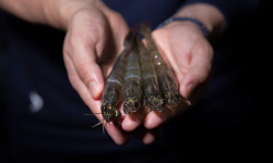 Agriloops - Gambas de Bretagne 4kg (calibre 30-50)