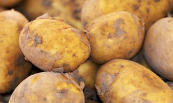 Gourmets de l'Ouest - Pommes de terre nouvelles, cat. I, cal.35+, origine France