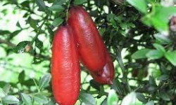 L'OLIVERAIE DU COUDON - Citron Caviar - 150g