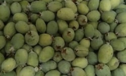 Les Jardins de Mondpa - Goyave ananas "Feijoas" - 20kg